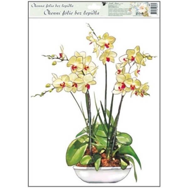 Okenní fólie Orchidej žlutá 38 x 30 cm