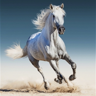 Povlak na polštář kůň bílý White horse micro 40x40 cm